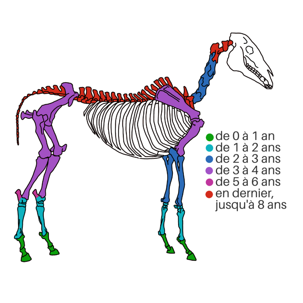 La croissance osseuse du cheval Caval