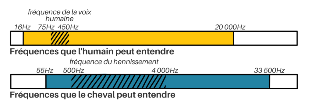 L'humain entend des sons d'une fréquence de 16 à 20 000Hz. Le cheval entend des sons d'une fréquence de 55 à 33 500 Hz.